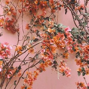 丁·度巴斯公交车上的电影叫什么
